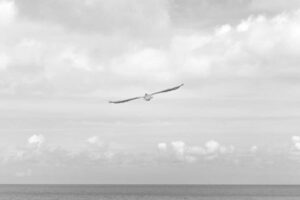 A bird with outstretched wings flies over a calm sea, embodying nature’s grace, untouched by the need for pest control, under cloudy skies.