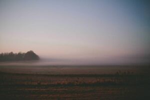 A misty field at sunrise, ideal for pest control, with a line of trees in the background and a clear sky overhead.