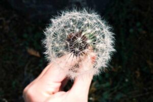 A hand holds a dandelion puffball, often seen as a pest control challenge, against a dark, blurred background with visible white seeds.