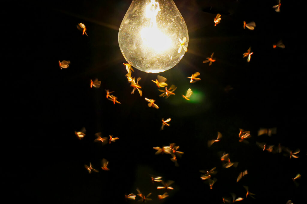 A group of moths swarm around a glowing light bulb against a dark background, highlighting the need for effective pest control solutions.